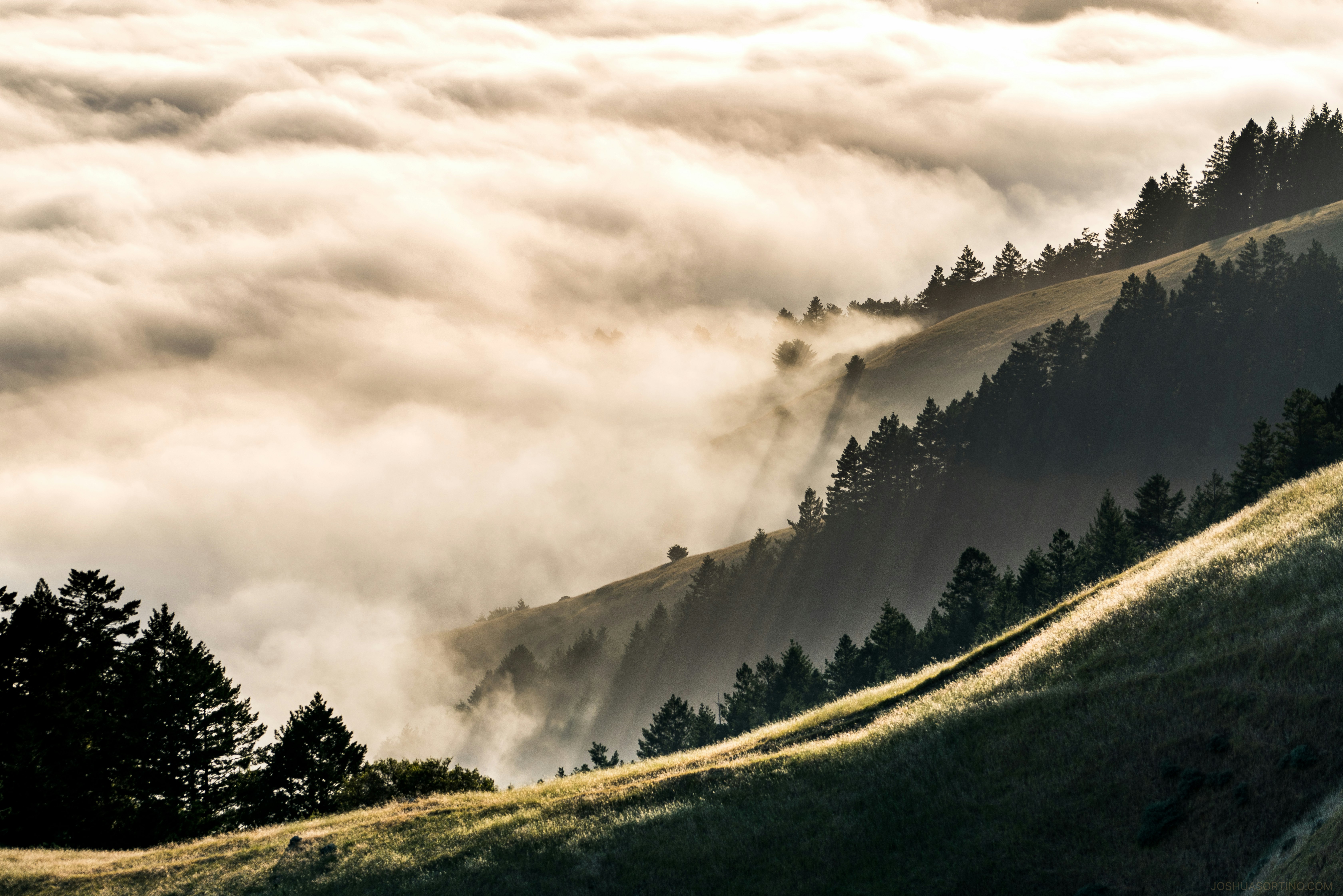 forest coated with fog